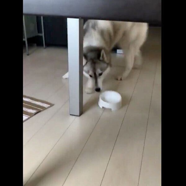 お掃除ロボットを警戒するニポくん