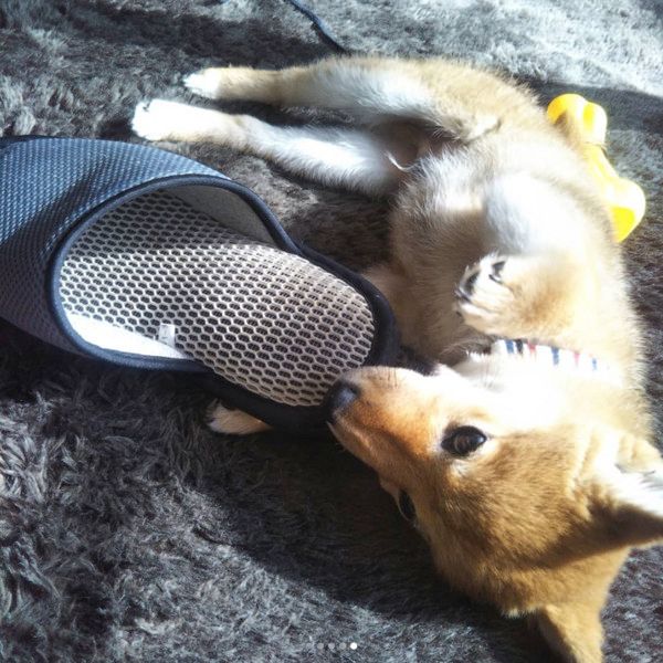 スリッパが大好きな柴犬