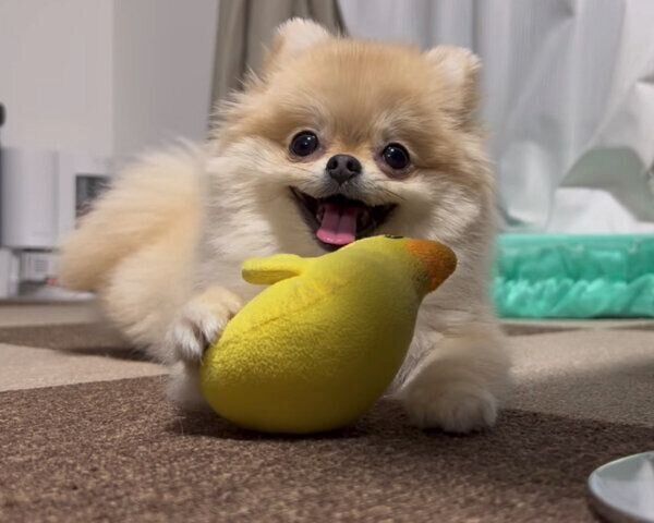 ぬいぐるみの「ひよこ」を見せびらかしてくるころっけちゃん