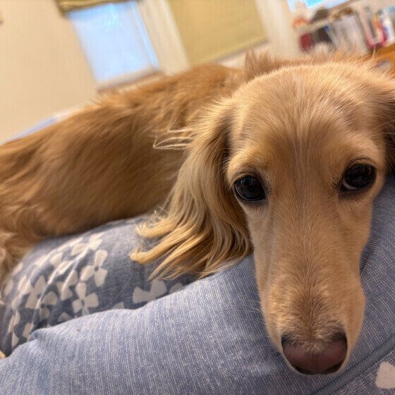 ベッドにあごを乗せるミニチュア・ダックスフンド