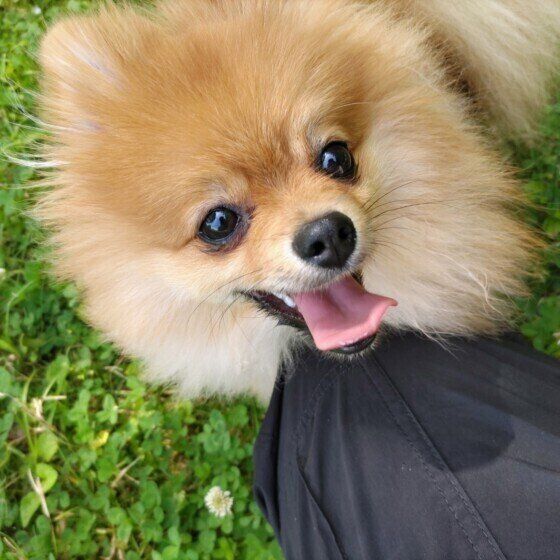 食欲の秋がやってきた？ 犬が冬に向けて食欲旺盛になる理由と注意点 いぬのきもち