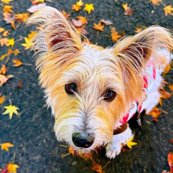 犬の秋から冬の過ごし方と注意点 季節の変わり目に犬の体調管理でできること いぬのきもち