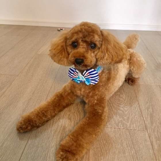 リボンをつけるトイ・プードル