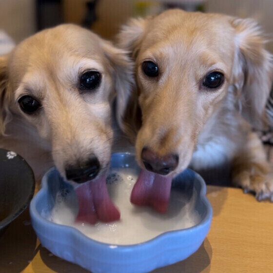 ヤギミルクを仲良く飲むわんちゃんたち