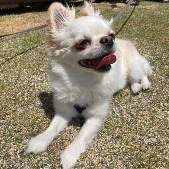 舌を出すチワワのチロくん