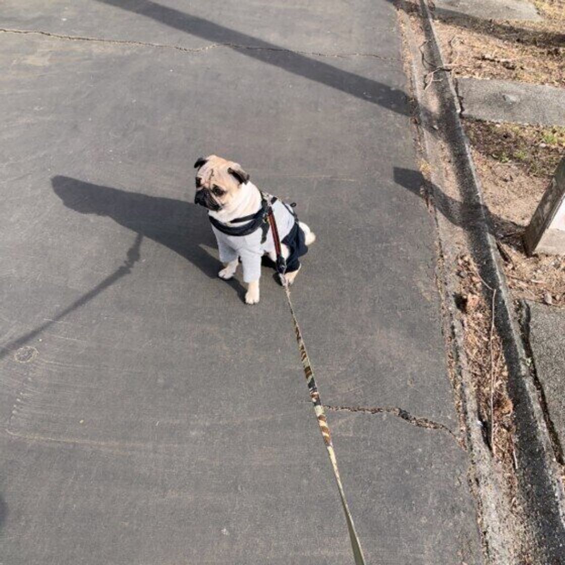 仕事で忙しい 面倒で 犬の散歩に毎日行けない飼い主のホンネ 散歩不足のリスクも解説 いぬのきもちweb Magazine 仕事で忙しい 面倒で 犬の散歩に毎日行けない飼い主のホンネ 散歩不足のリスクも解説 いぬのきもちweb Magazine