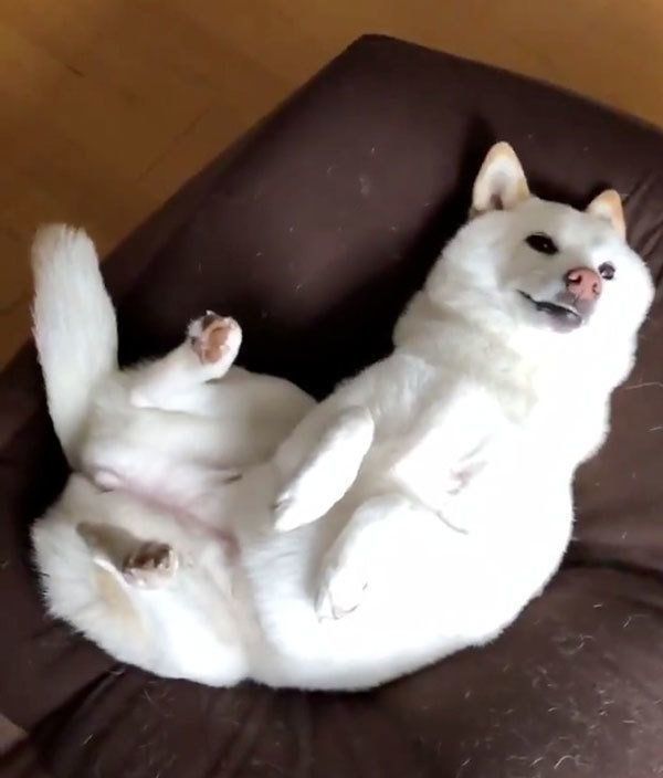 クッションでくつろぐ柴犬