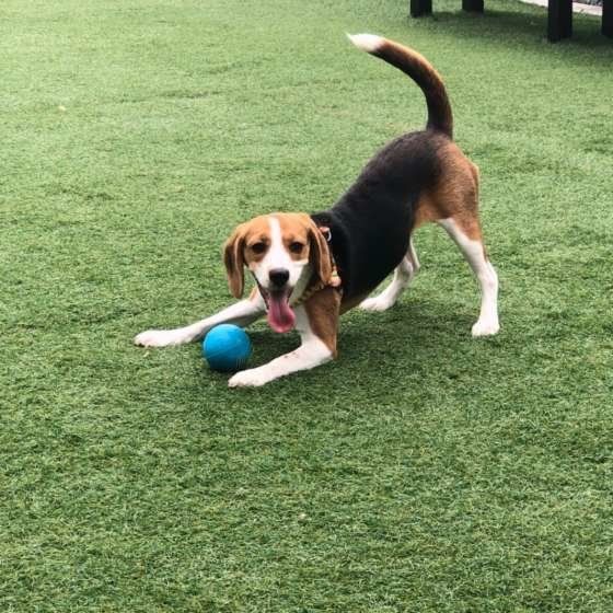 ドッグランで遊ぶビーグル