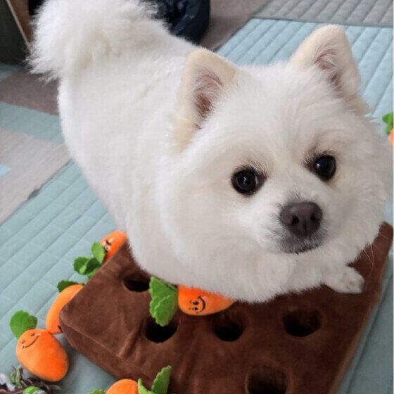 にんじんの知育トイでノーズワーク