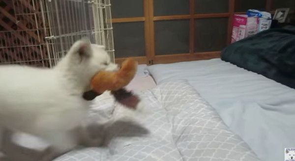 遊ぶ秋田犬
