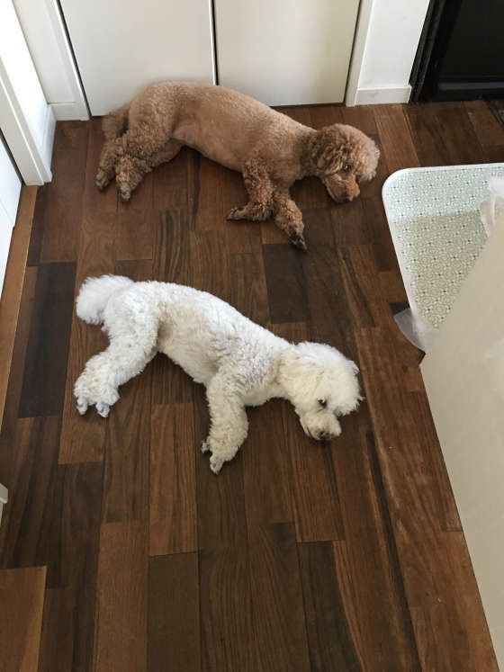 トイ・プードルのはなちゃんたち