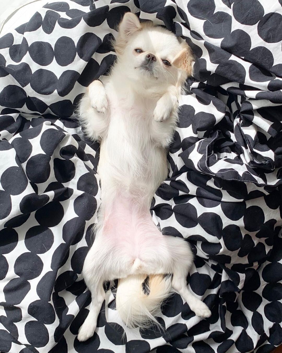 チワワのももちゃん