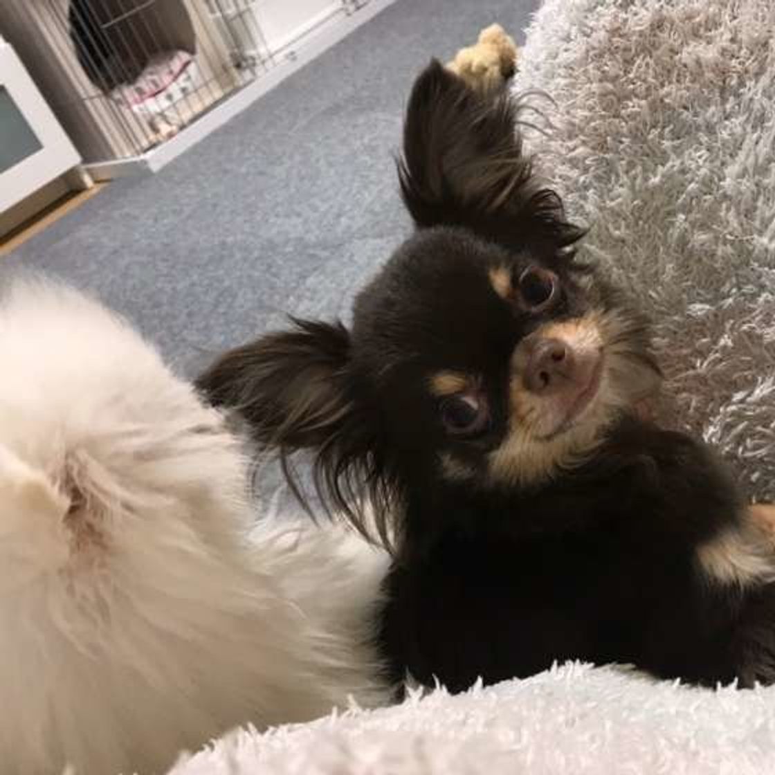 獣医師監修 犬のノミ事情 症状や予防法について解説 いぬのきもちweb Magazine 獣医師監修 犬のノミ事情 症状や予防法について解説 いぬのきもちweb Magazine