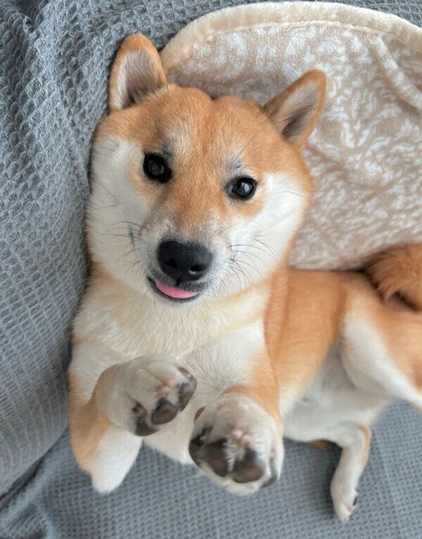 寝起きのふう太くん