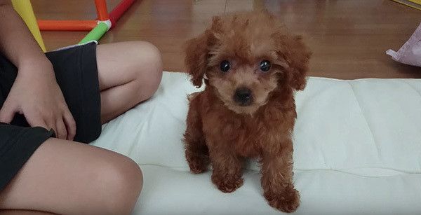 見つめるトイ・プードル