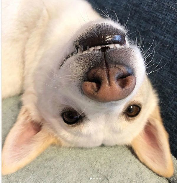 元保護犬・ルルちゃん