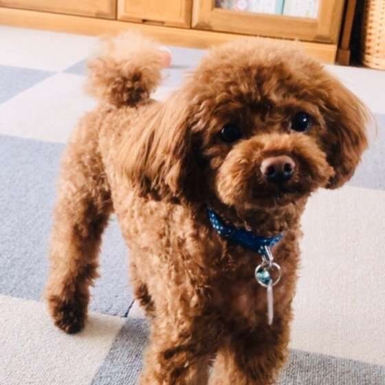 見つめるトイ・プードル