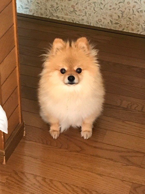 8才ポメラニアン