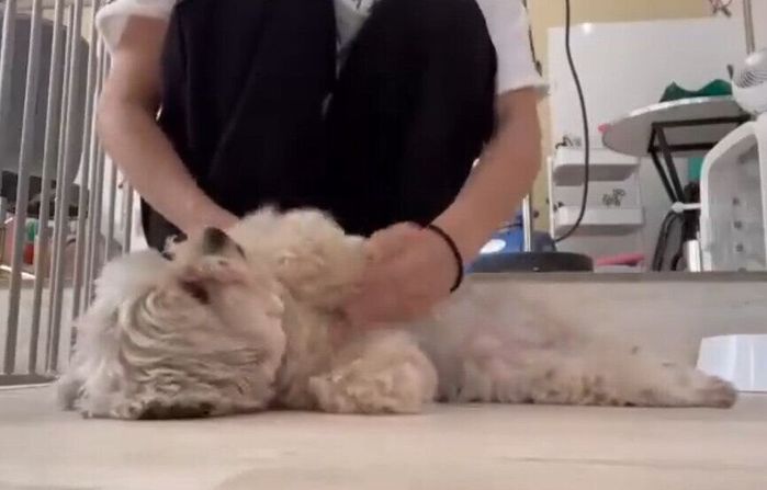 トリマーさんに甘えるぽたちゃん