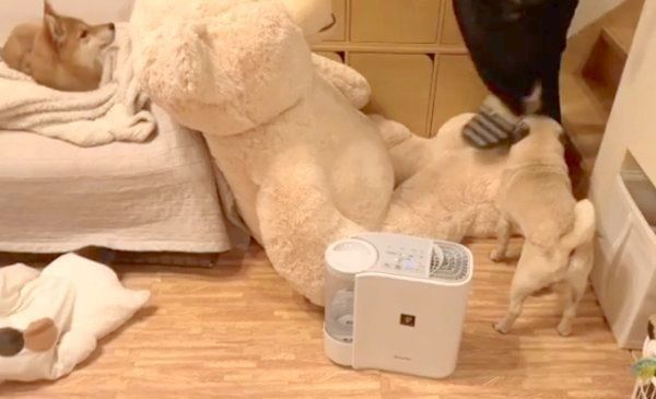 パパさんのお膝を待ち構えるラルくん