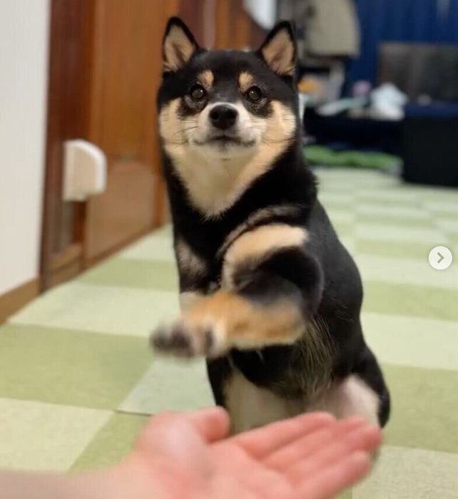 オテを外すおはぎちゃん