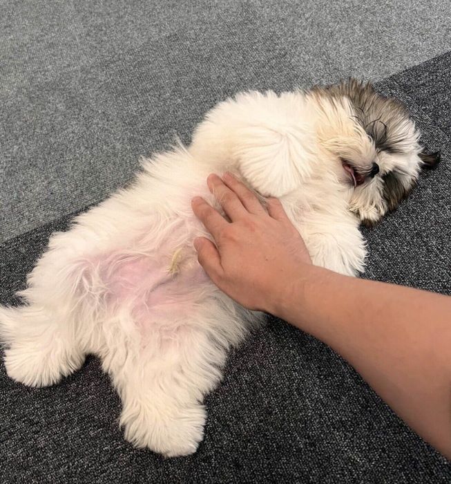 寝転がるシャロくん