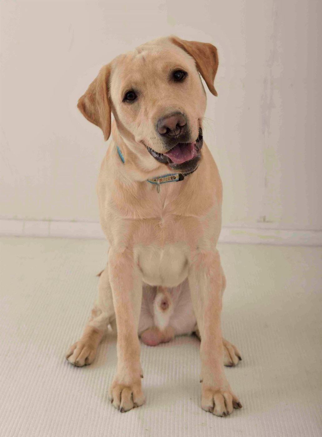 犬は家族を順位づけしない が正しい情報だとする2大根拠とは いぬのきもちweb Magazine 犬は家族を順位づけしない が正しい情報だとする2大根拠とは いぬのきもちweb Magazine