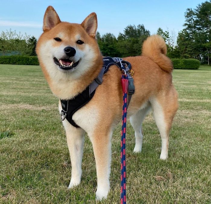 散歩を楽しむこむぎくん