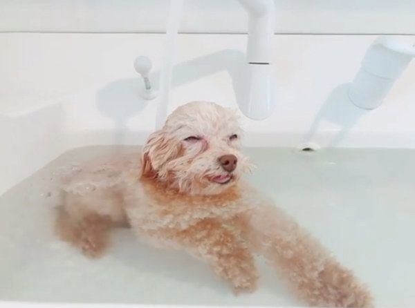 お風呂でまったりするトイ・プードル