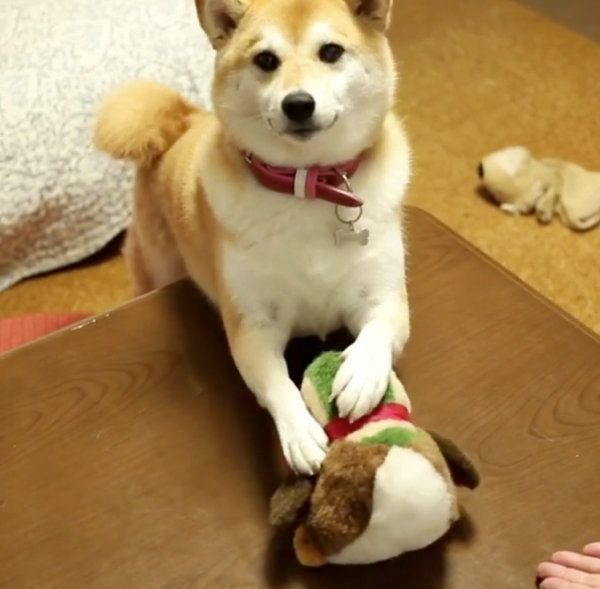芸を習得する柴犬