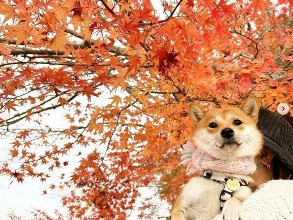 紅葉とてんちゃん