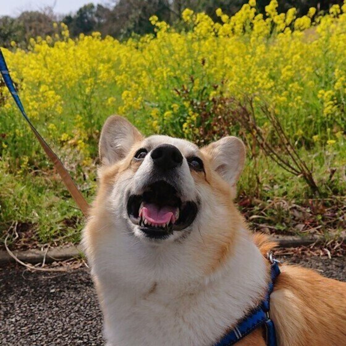 放っておくと悪影響も 犬が 退屈 と思っているときに見せるサイン 獣医師解説 いぬのきもちweb Magazine 放っておくと悪影響も 犬が 退屈 と思っているときに見せるサイン 獣医師解説 いぬのきもちweb Magazine