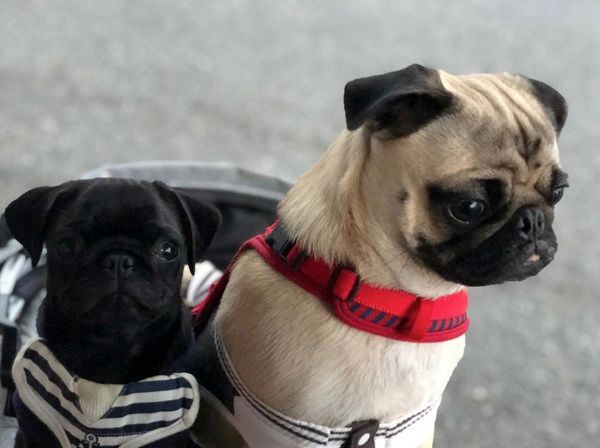 パグの小梅ちゃんと小豆ちゃん