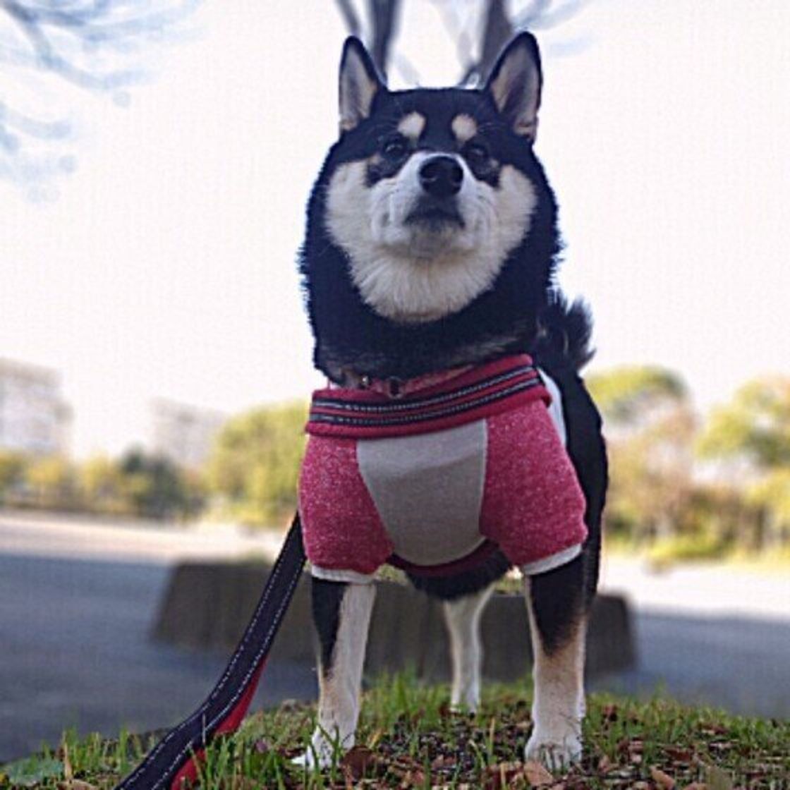 柴犬部門 21年人気名前ランキングは和風の名前がやはり強かった いぬのきもちweb Magazine 柴犬部門 21年人気名前ランキングは和風の名前がやはり強かった いぬのきもちweb Magazine