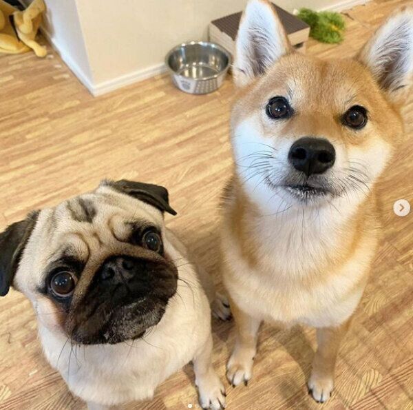 カメラ目線をキメるラルくんとアキちゃん