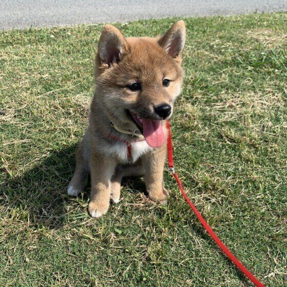 お散歩する柴犬
