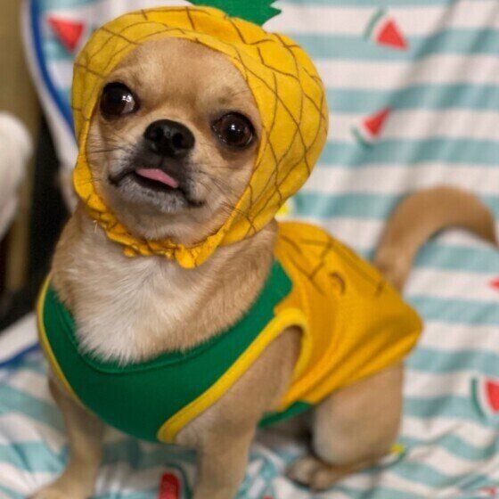 パイナップルの被り物、パイナップルの洋服で、全身パイナップルコーデのチワワ