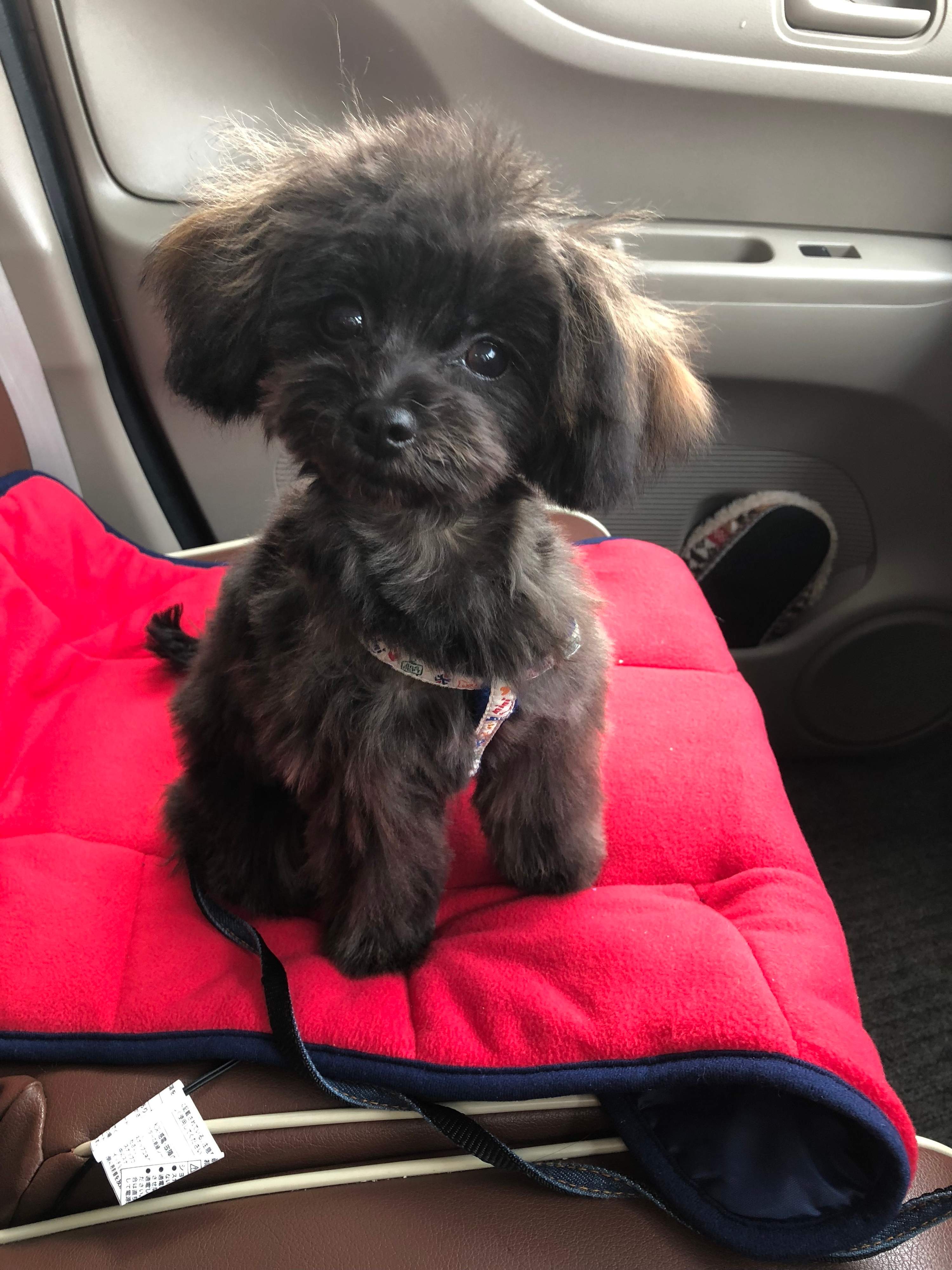 体験談を紹介 雑種とは違うの ミックス犬について いぬのきもちweb Magazine