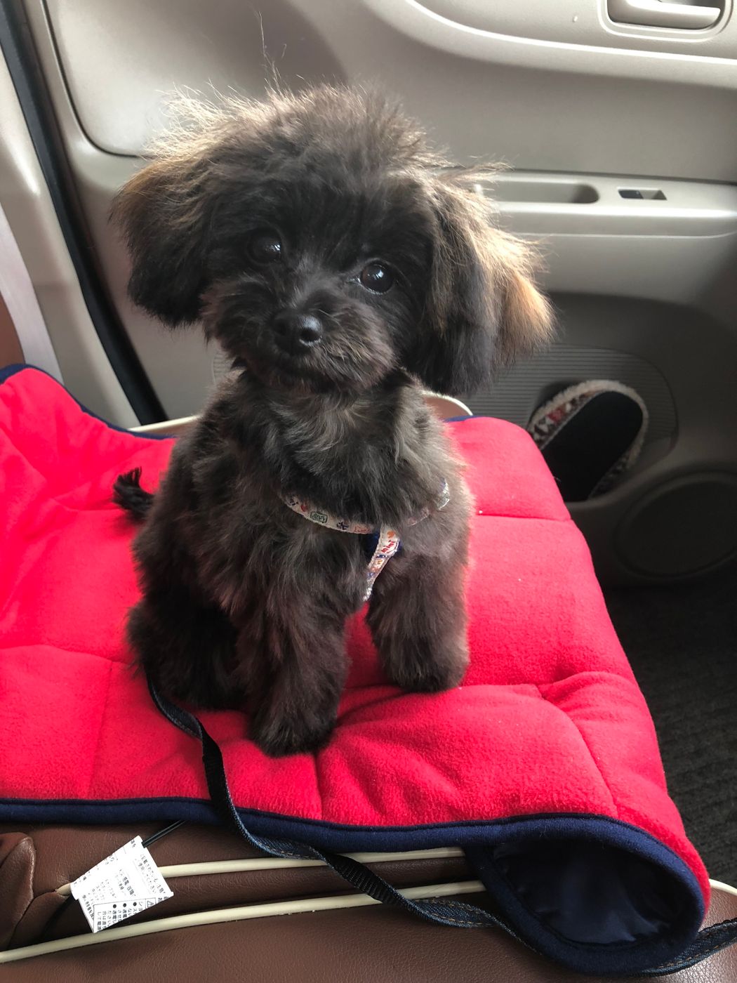 体験談を紹介 雑種とは違うの ミックス犬について いぬのきもちweb Magazine 体験談を紹介 雑種とは違うの ミックス犬について いぬのきもちweb Magazine