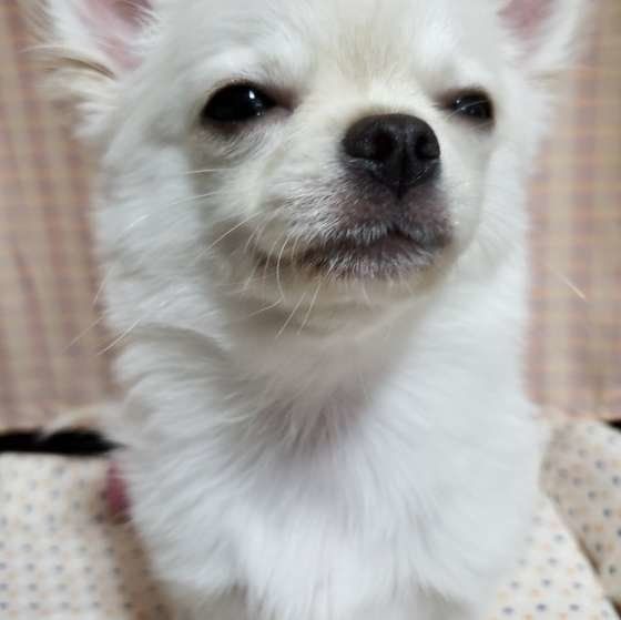 目を細めるチワワ