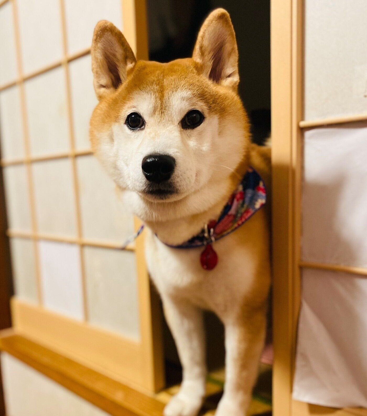 見つめるケンタくん