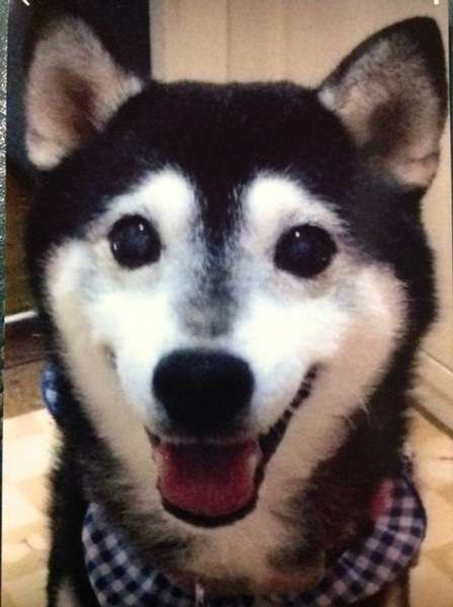 犬の介護 愛犬が寝たきりになったらどうする いぬのきもちweb Magazine 犬の介護 愛犬が寝たきりになったらどうする いぬのきもちweb Magazine