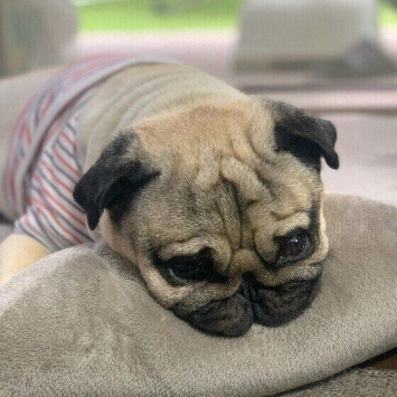 犬がイライラしやすいのはどんなとき？「犬のイライラ」が伝わる4つのしぐさとは