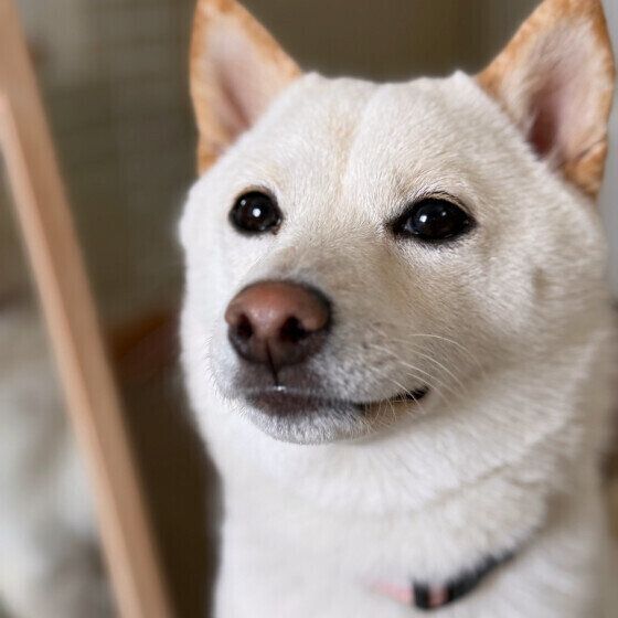 犬の涙やけの原因と対処法 気になる涙やけの3つの疑問Q&A いぬのきもち