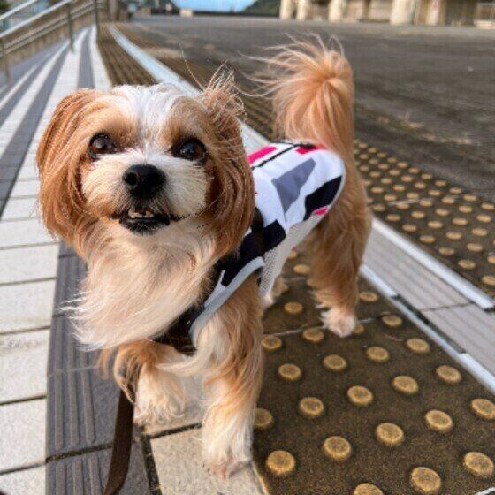家族みんなで決めたい愛犬と暮らすルール〜お散歩編〜 いぬのきもち