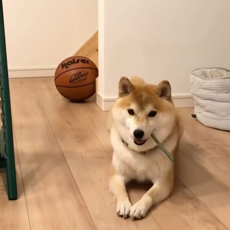 嬉しそうなこてつ君