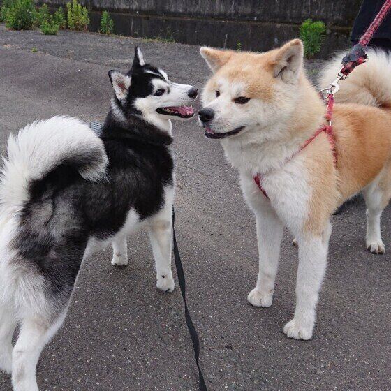 散歩する犬（シベリアン・ハスキー、オス）