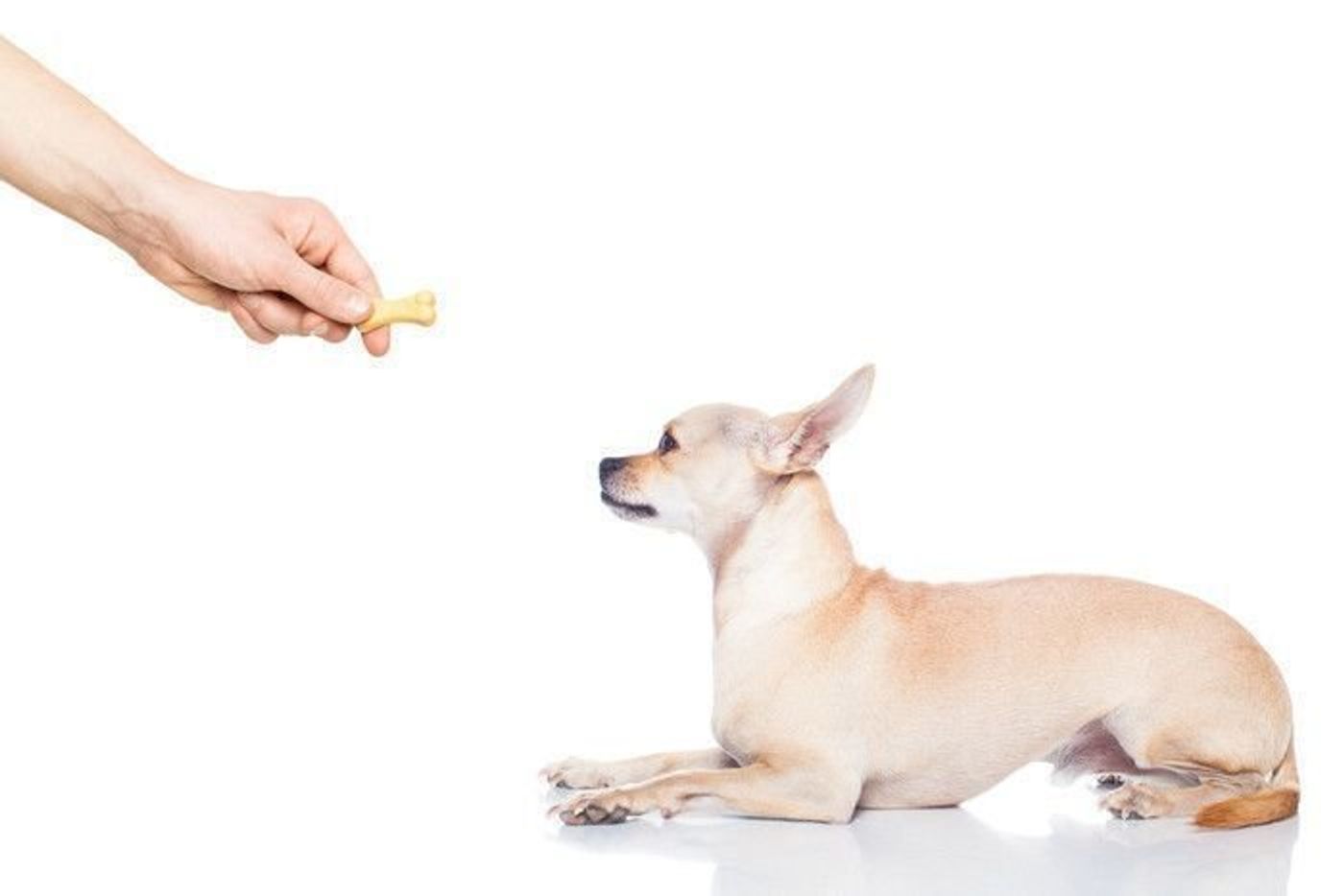 専門家監修 犬の無駄吠えは無駄じゃない しつけ方を吠えの原因別に解説 いぬのきもちweb Magazine 専門家監修 犬の無駄吠えは無駄じゃない しつけ方を吠えの原因別に解説 いぬのきもちweb Magazine