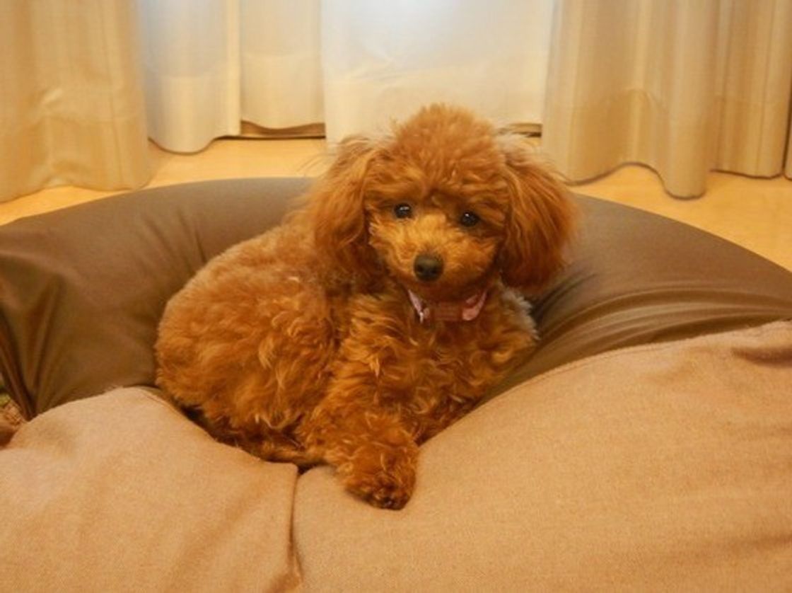 犬がお留守番させるときの時間は最大何時間 起こりうる事故とは いぬのきもちweb Magazine 犬がお留守番させるときの時間は最大何時間 起こりうる事故とは いぬのきもちweb Magazine