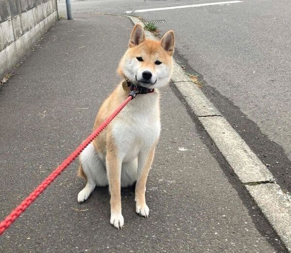 拒否柴中のいとさん